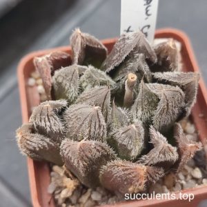 haworthia cooperi  venusta x chocolate