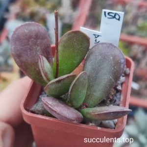 adromischus silver surfer
