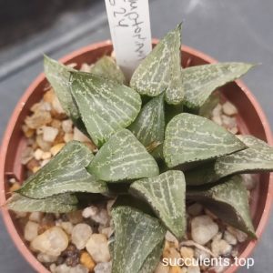 haworthia comptoniana S24