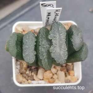Haworthia truncata CV Mammoth