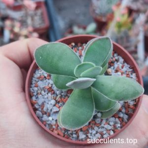 crassula cotyledonis