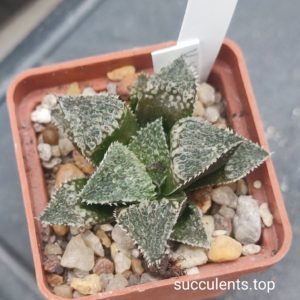 haworthia selection