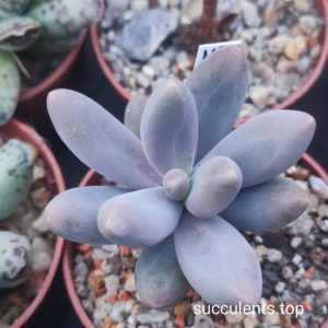 pachyphytum oviferum xvirid
