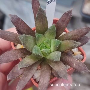 haworthia chocolate hybrid
