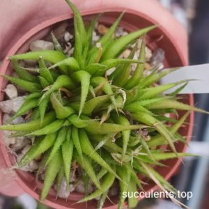 Haworthia angustifolia liliputana