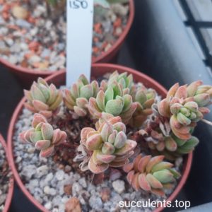 crassula sericea mini