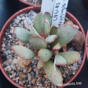 adromischus schuldtianus SB1383