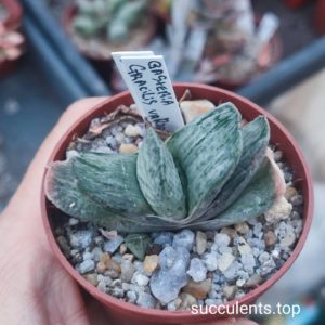 gasteria gracilis variegata