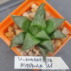 haworthia magnifica asperula SH