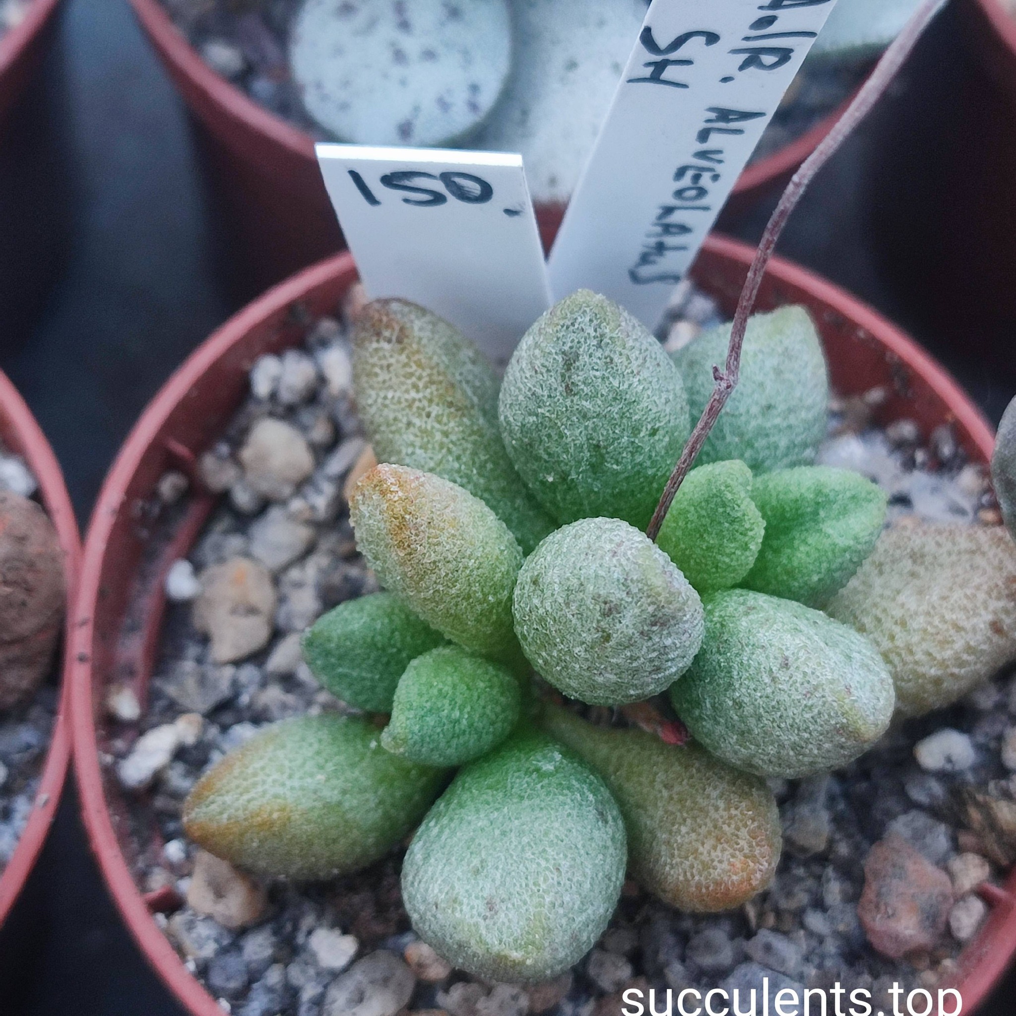 adromischus marianiae alveolatus