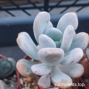 pachyphytum