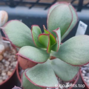 crassula sp