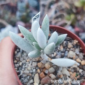 senecio haworthii