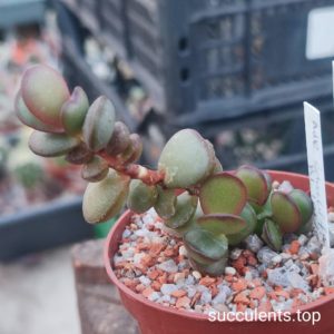 adromischus schuldtianus RL101/62