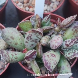 adromischus cooperi