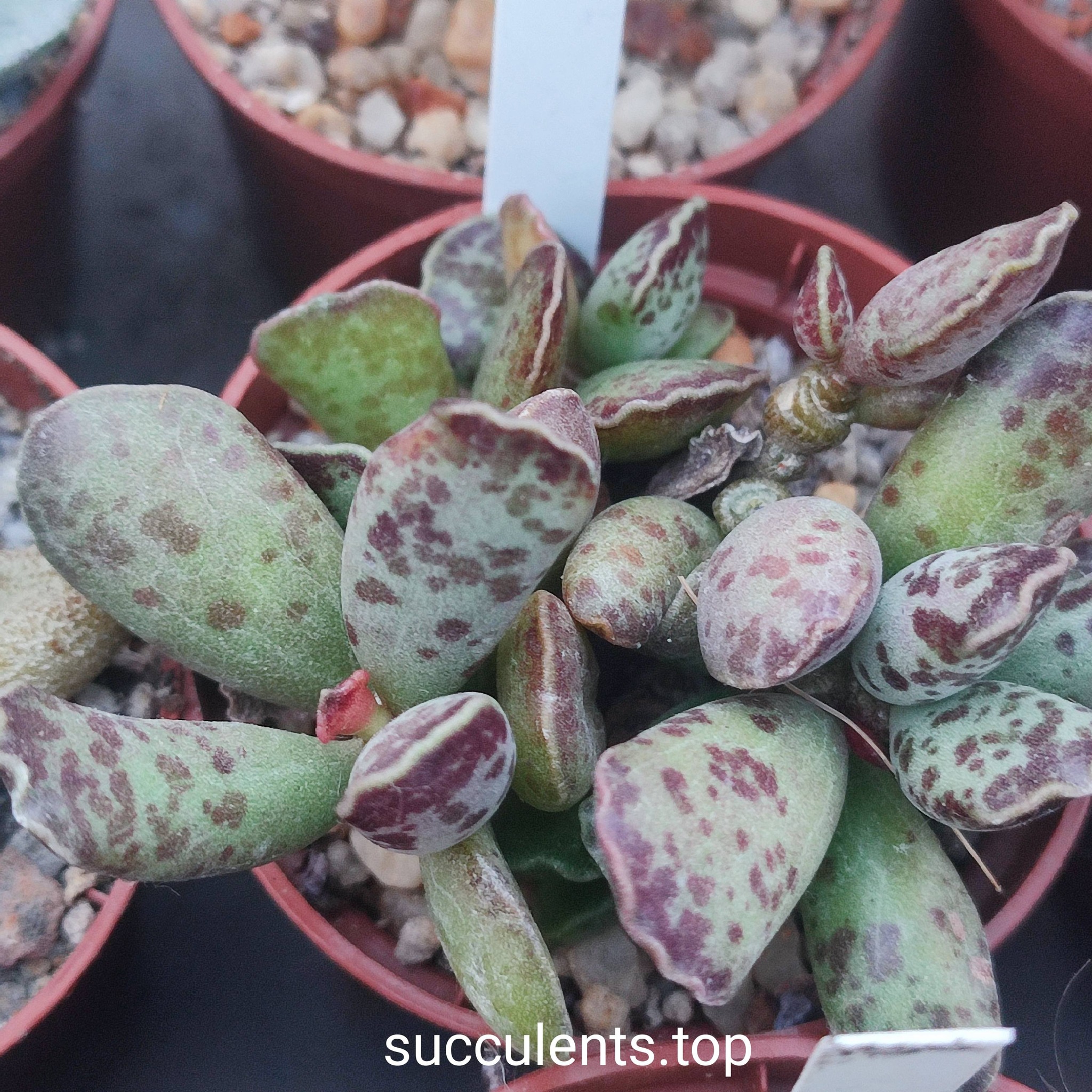 adromischus cooperi