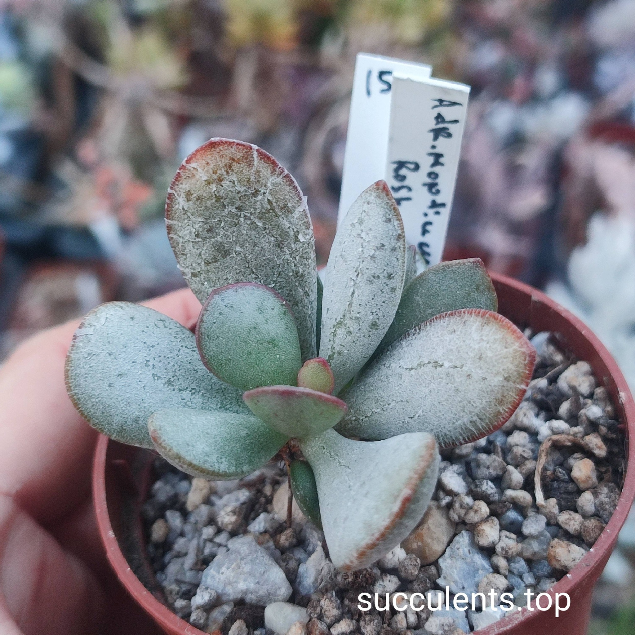 adromischus Rosh Pinan