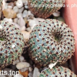 frailea pygmaea var phaeodisca