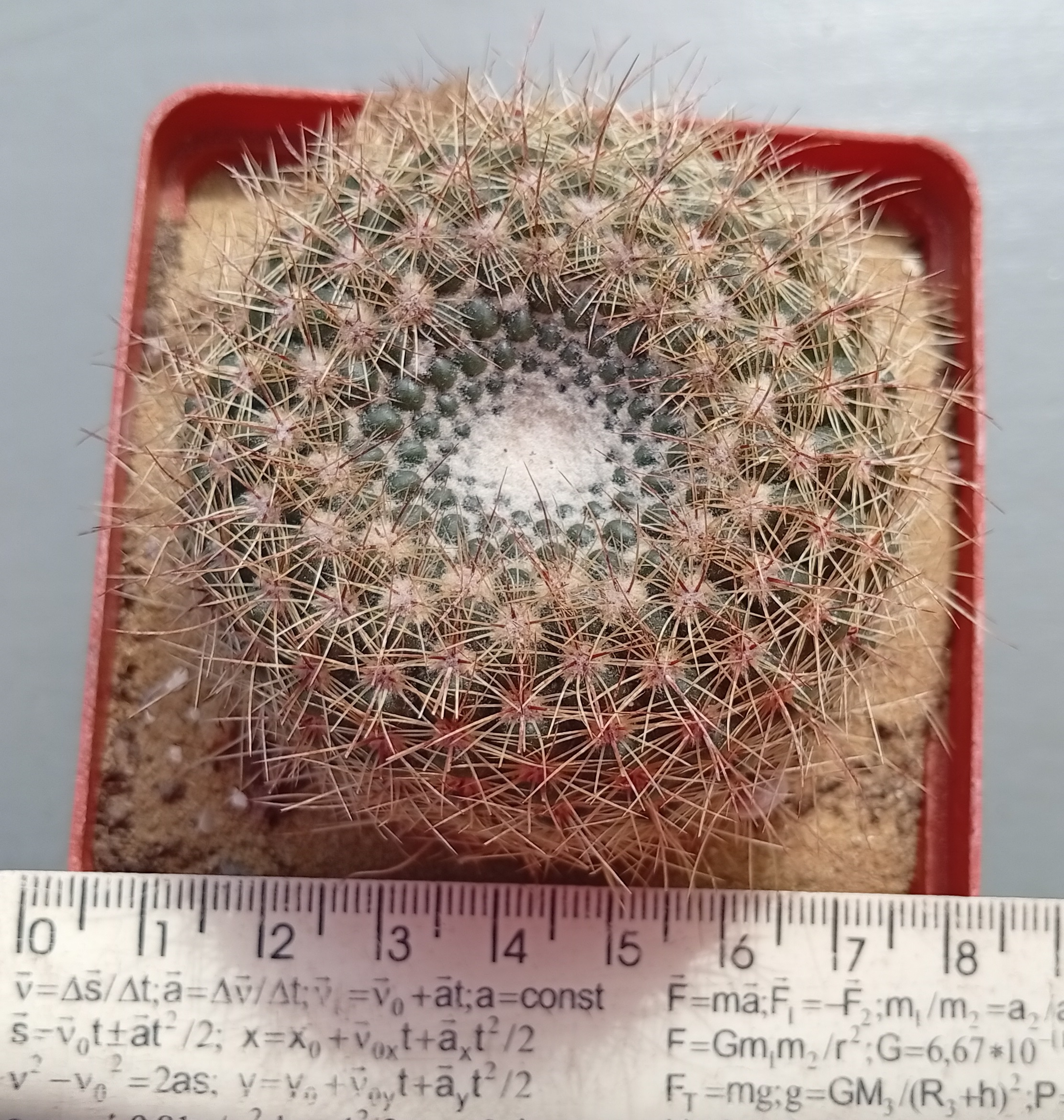 Notocactus elegans