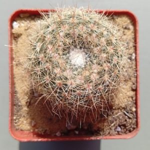 Notocactus elegans