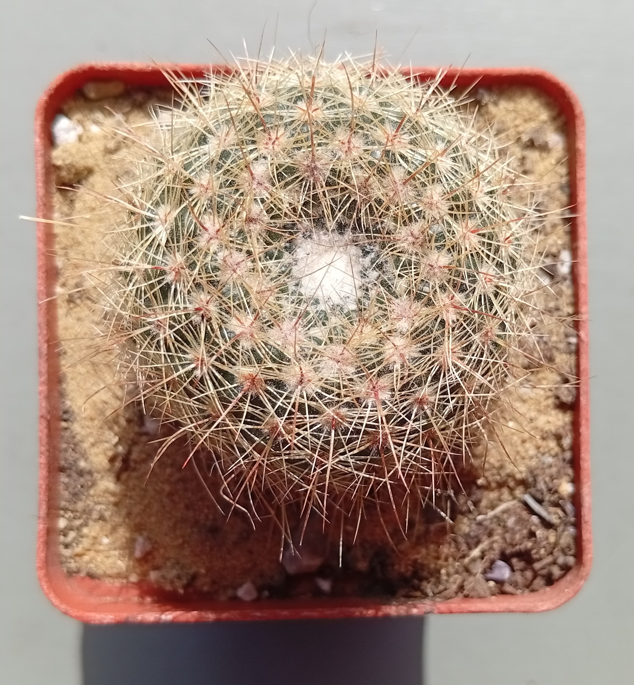 Notocactus elegans