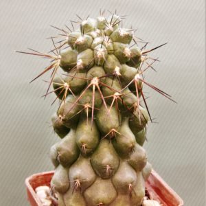Copiapoa-grandiflora-1
