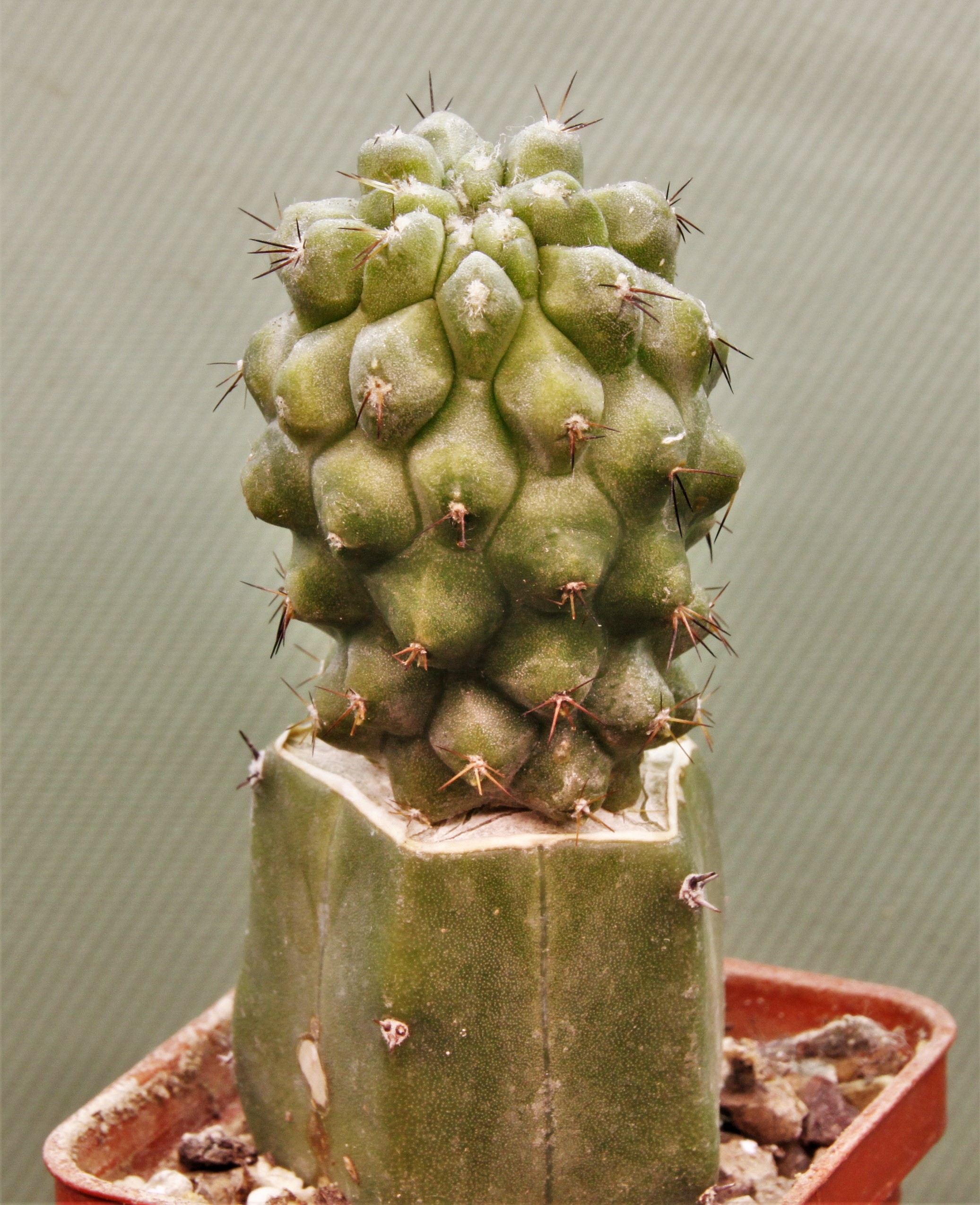Copiapoa malletiana 1.Кубик5х5см. 220грн.