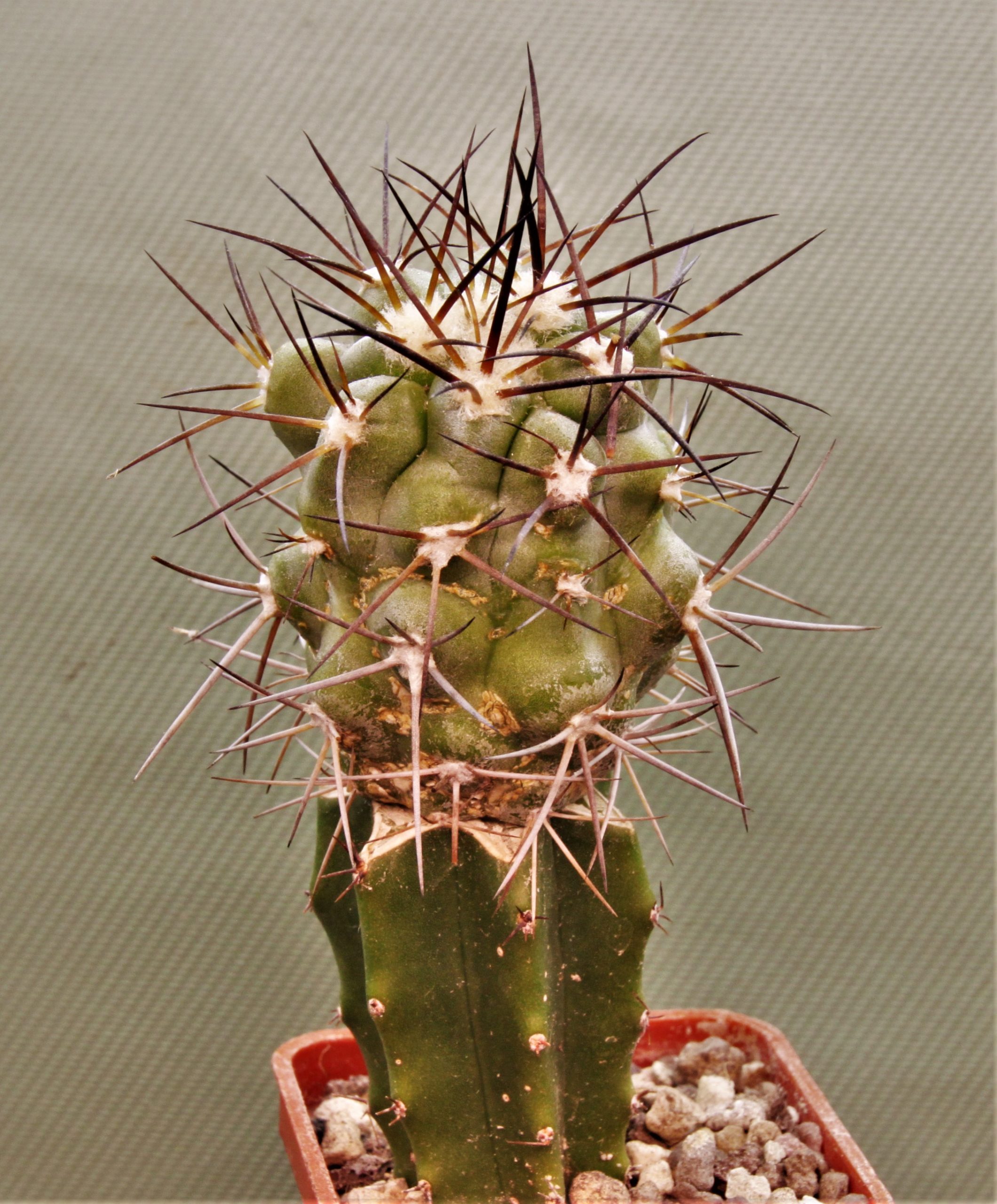 Copiapoa montana-1. Кубик 5х5см. 220грн.