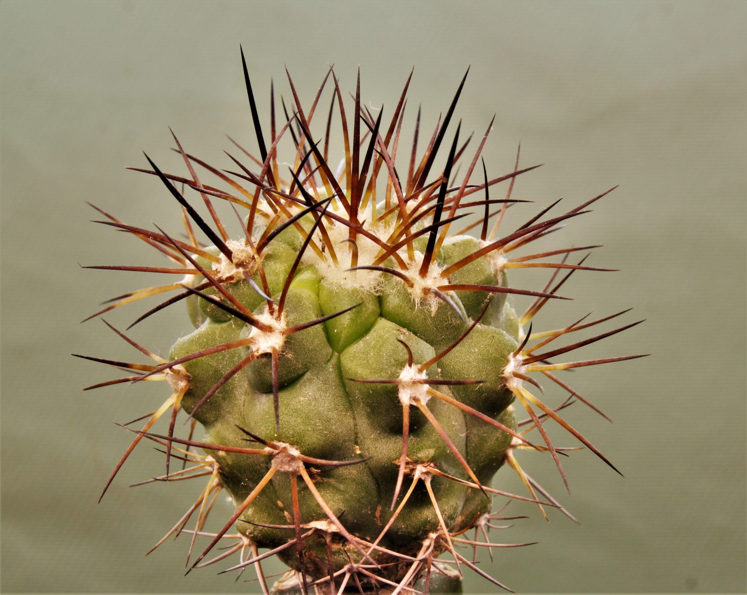 Copiapoa-montana-2