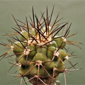 Copiapoa-montana-3