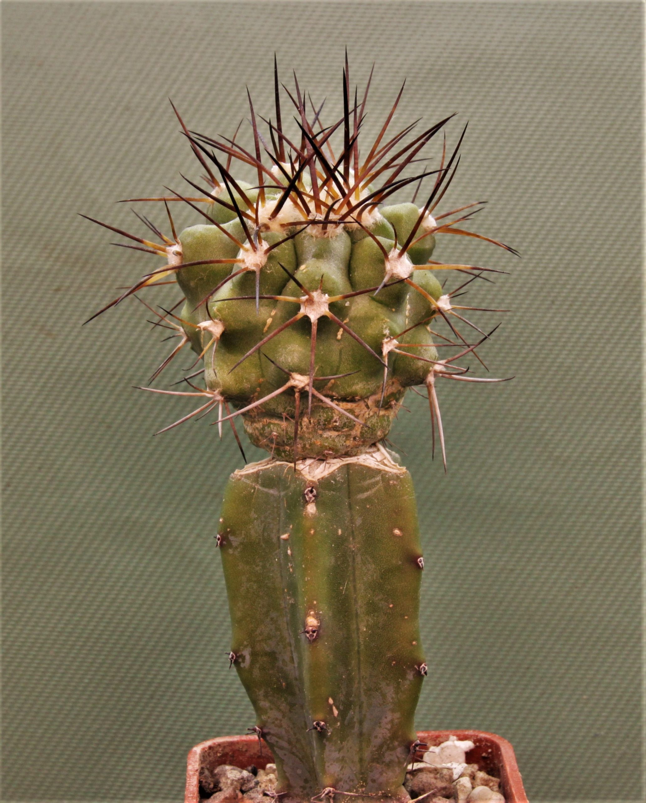 Copiapoa montana-3. Кубик 5х5см. 220грн.