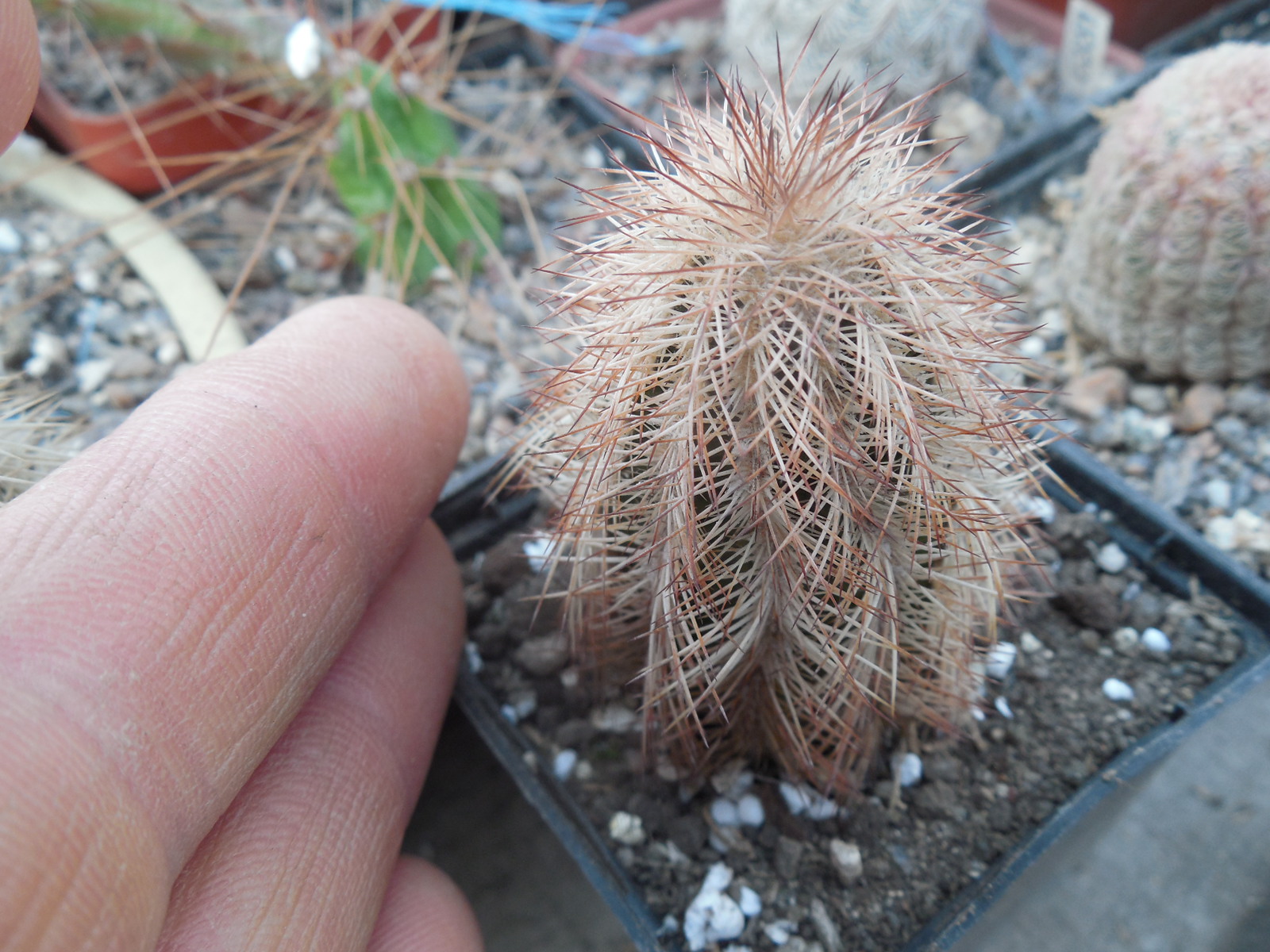 Echinocereus reichenbachii - v.baileyi - MG -