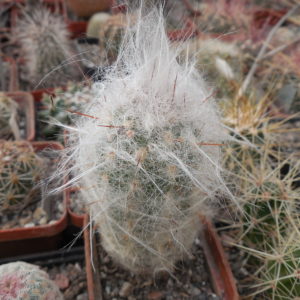 Oreocereus trollii KK 877 - Salta Vilazon, Arg. 3000 m. - MG -