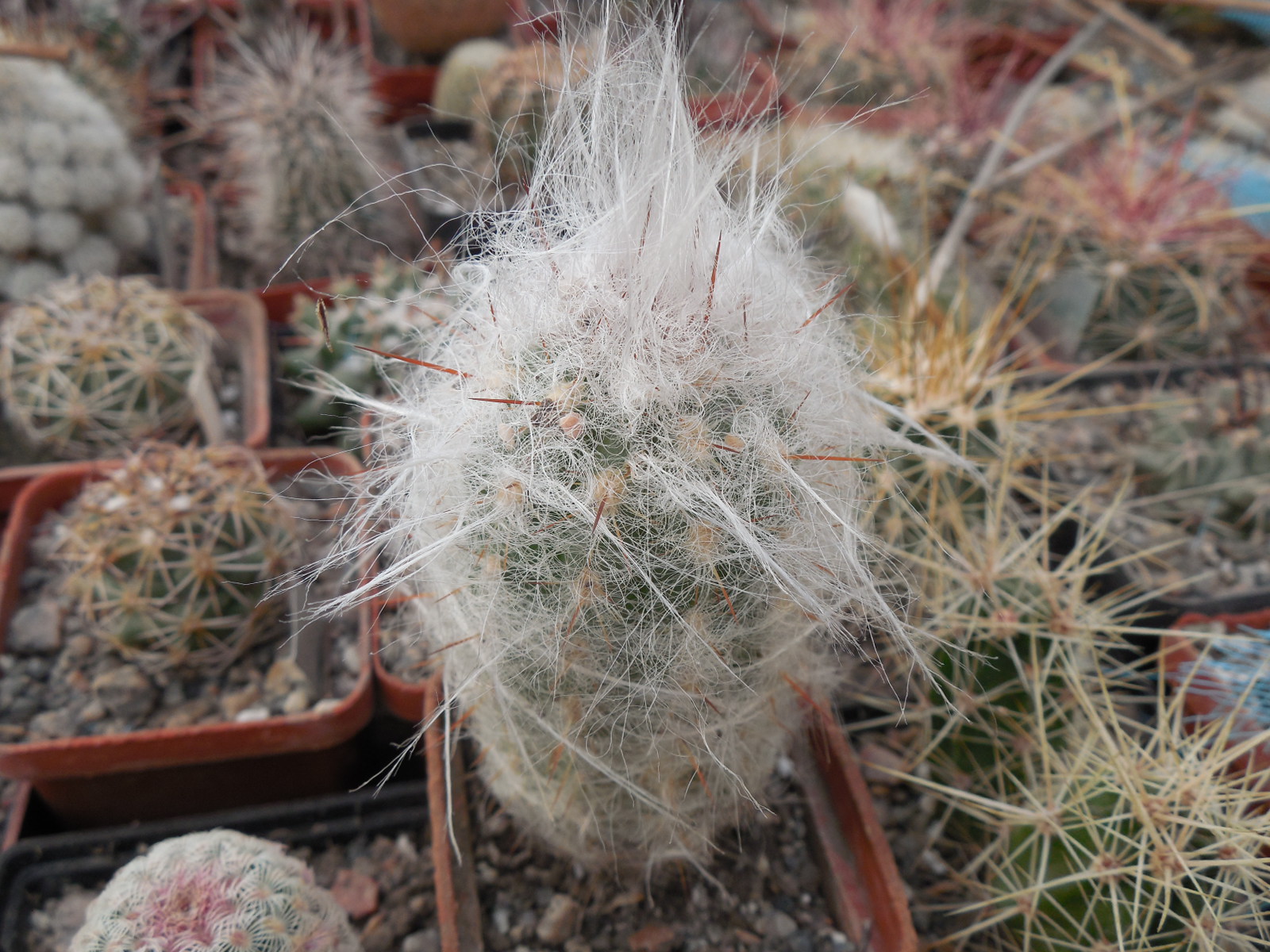 Oreocereus trollii KK 877 - Salta Vilazon, Arg. 3000 m. - MG -