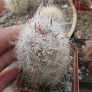 Oreocereus trollii KK 877 - Salta Vilazon, Arg. 3000 m. - MG -
