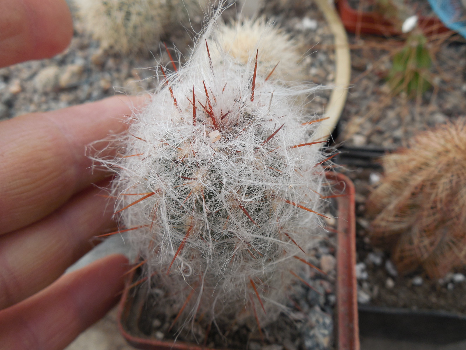 Oreocereus trollii KK 877 - Salta Vilazon, Arg. 3000 m. - MG -