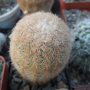 Echinocereus reichenbachii L 1394 - Llera Tam.  MG