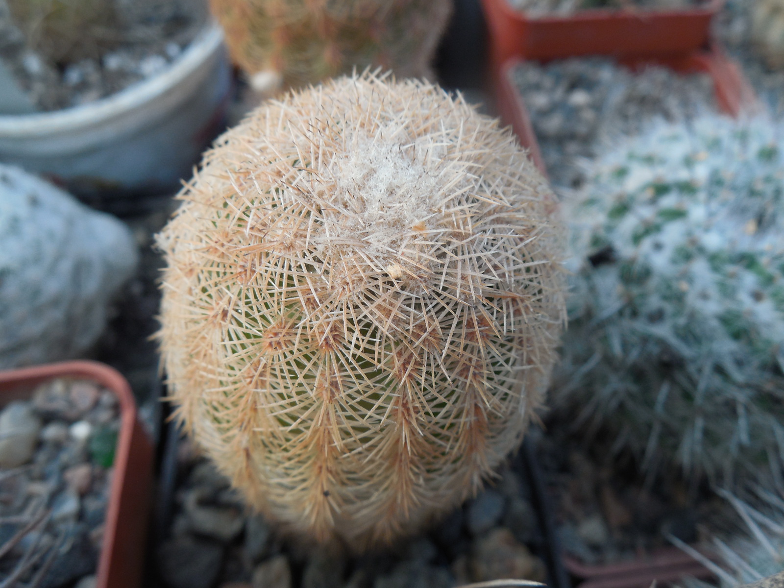 Echinocereus reichenbachii L 1394 - Llera Tam.  MG
