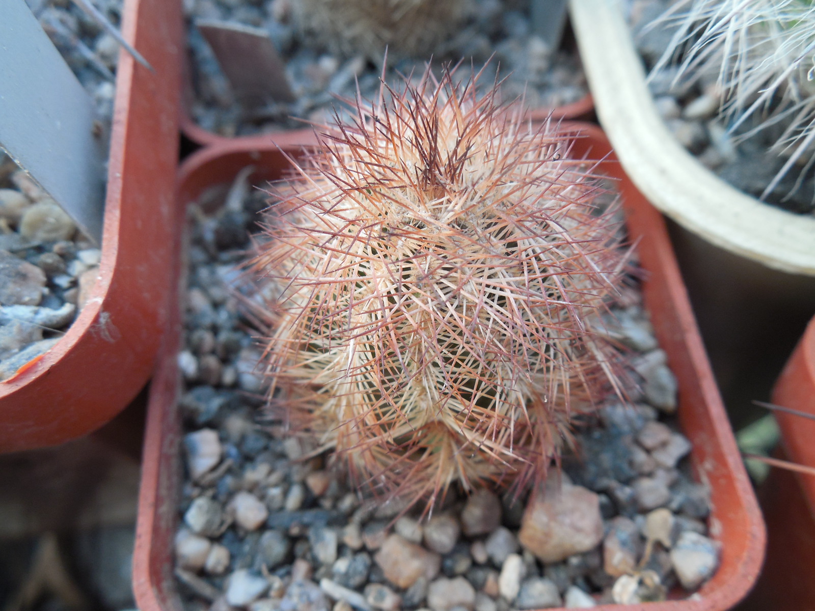 Echinocereus reichenbachii - v.perbellus - MG -