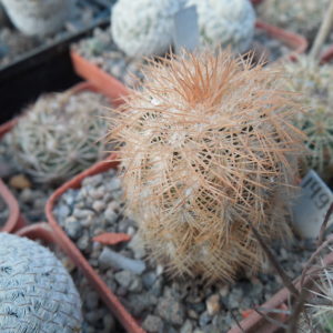 Echinocereus reichenbachii - v.baileyi - Caddo Co. - (to - 23*C) MG -