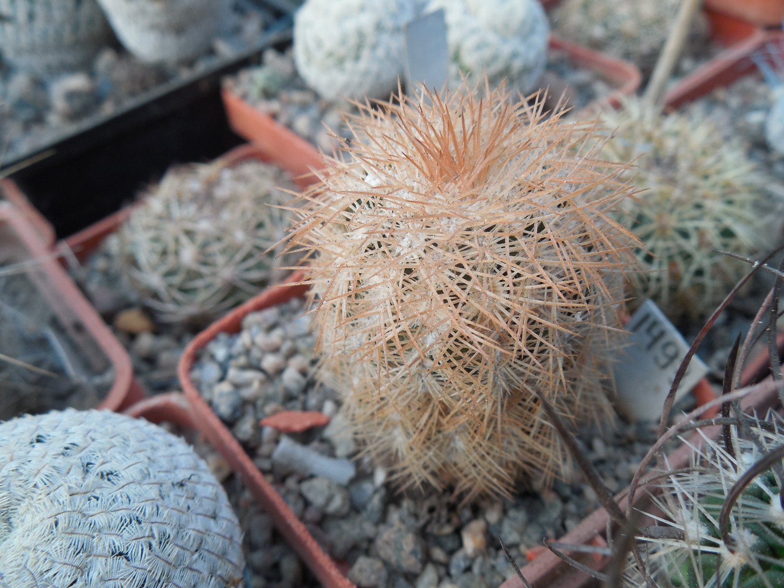 Echinocereus reichenbachii - v.baileyi - Caddo Co. - (to - 23*C) MG -