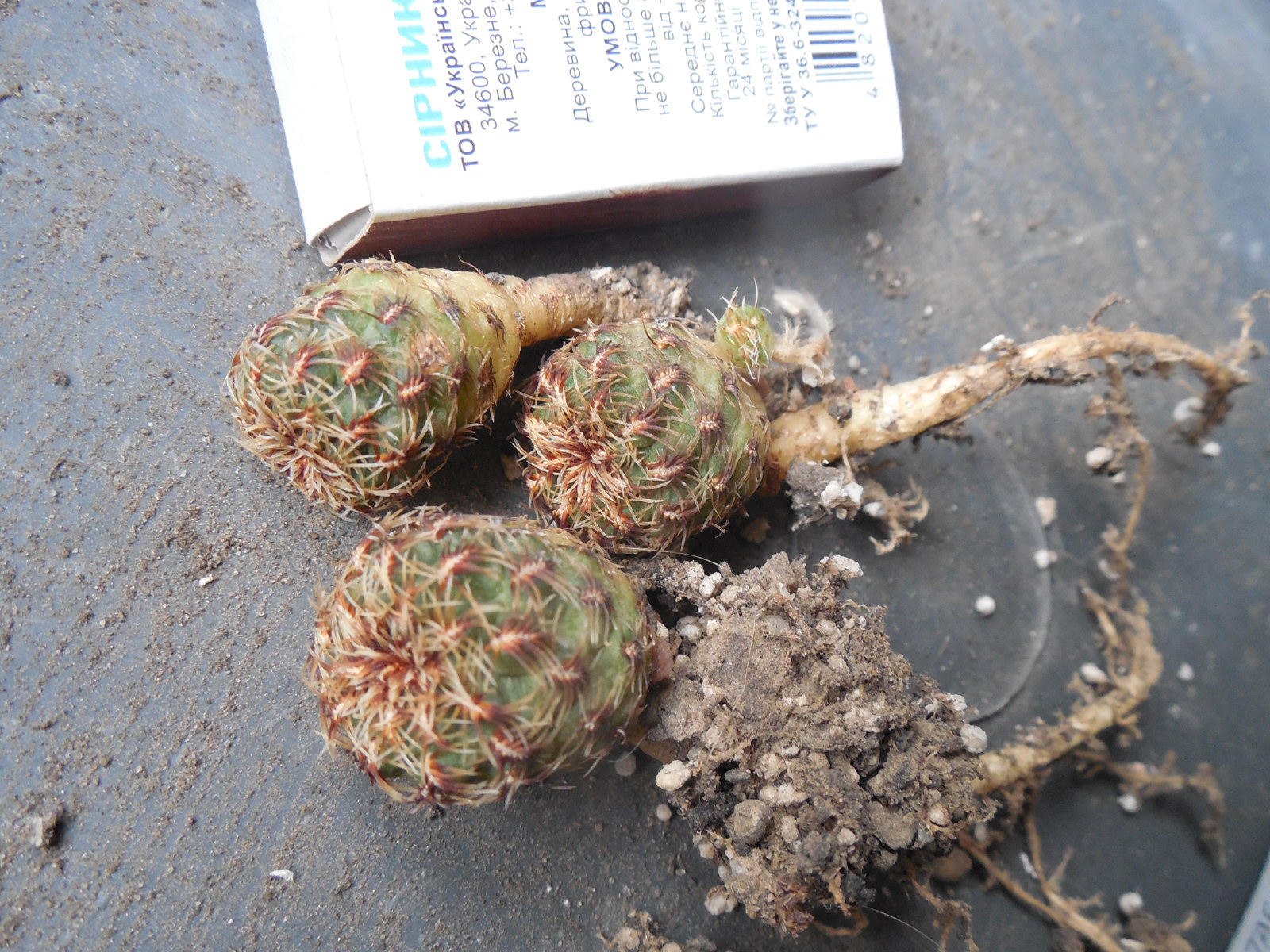 Sulcorebutia zavaletae R 590- Sucre, Bolivia