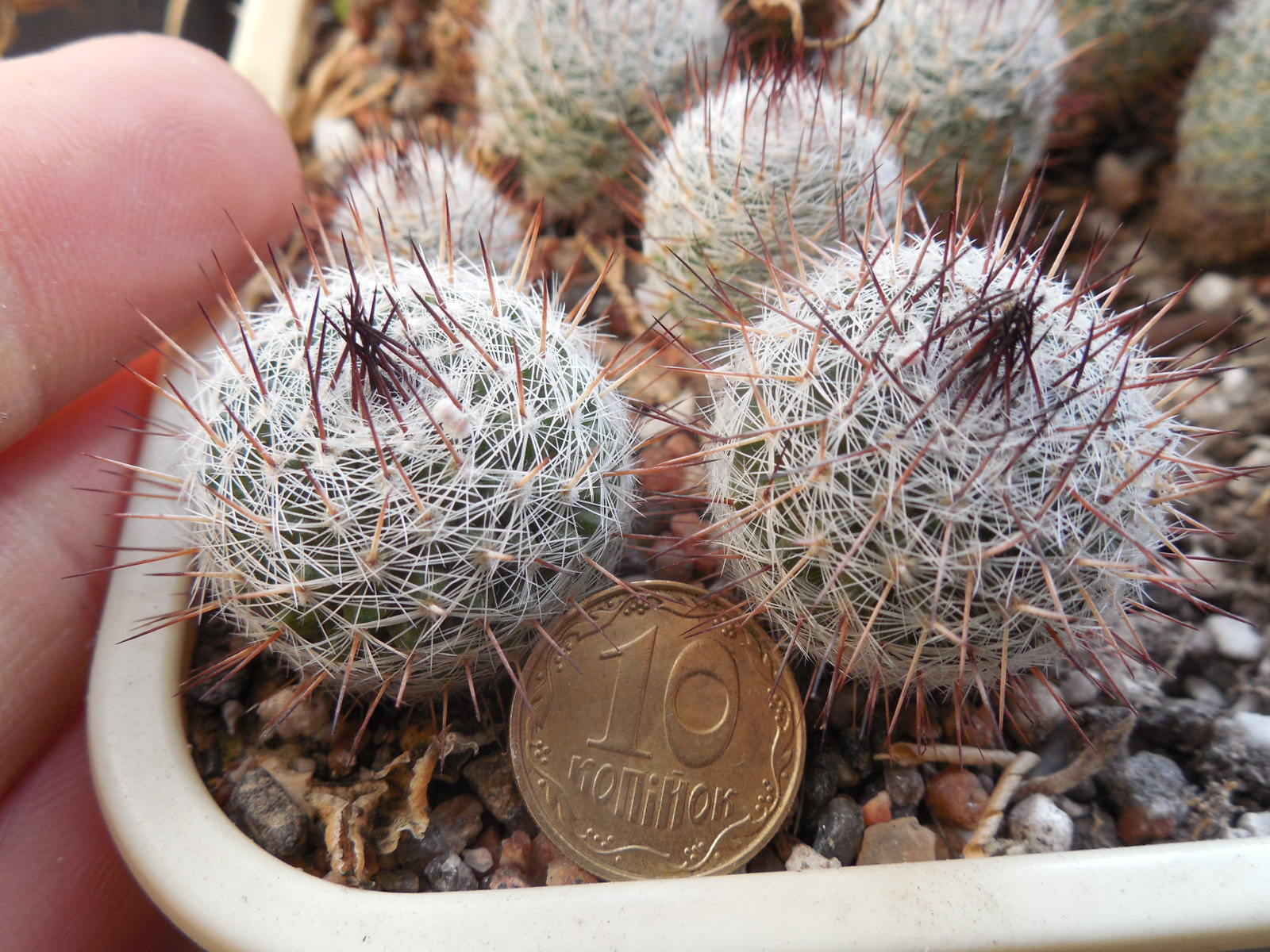 Mammillaria ritteriana - Mesa Garden -