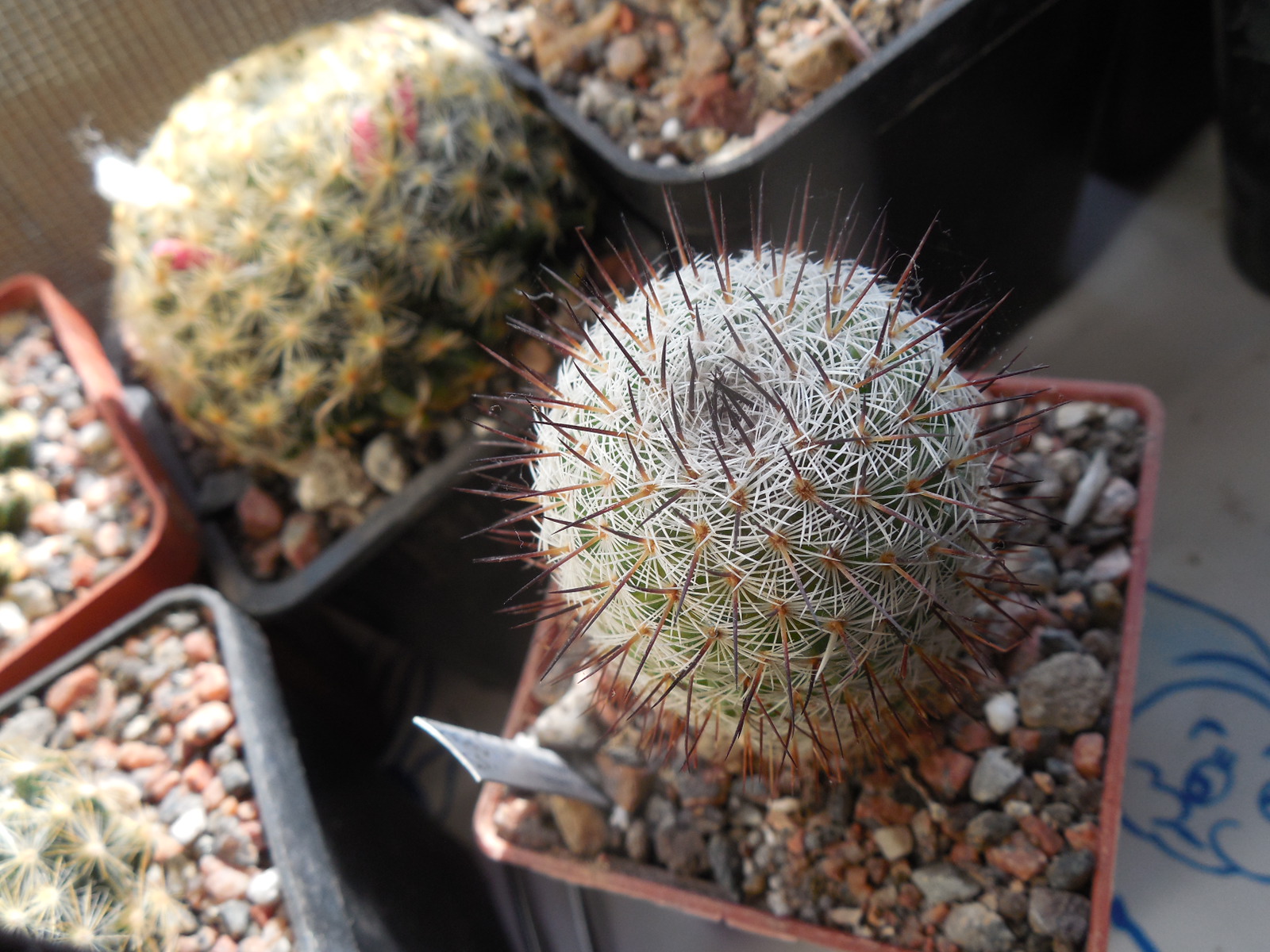 Mammillaria spec. P 476  - El Ojite, Oax.