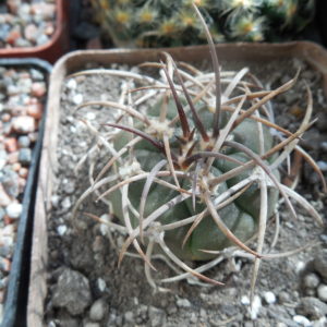 Gymnocalycium mazanense - v.polycephalum BCS 45 - Suriyaco - MG -
