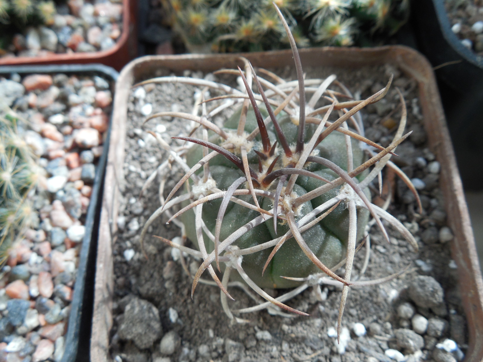 Gymnocalycium mazanense - v.polycephalum BCS 45 - Suriyaco - MG -