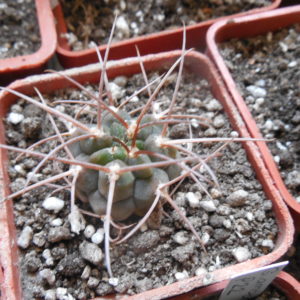 Gymnocalycium hossei STO 088 - 15 cm. long spines - MG -