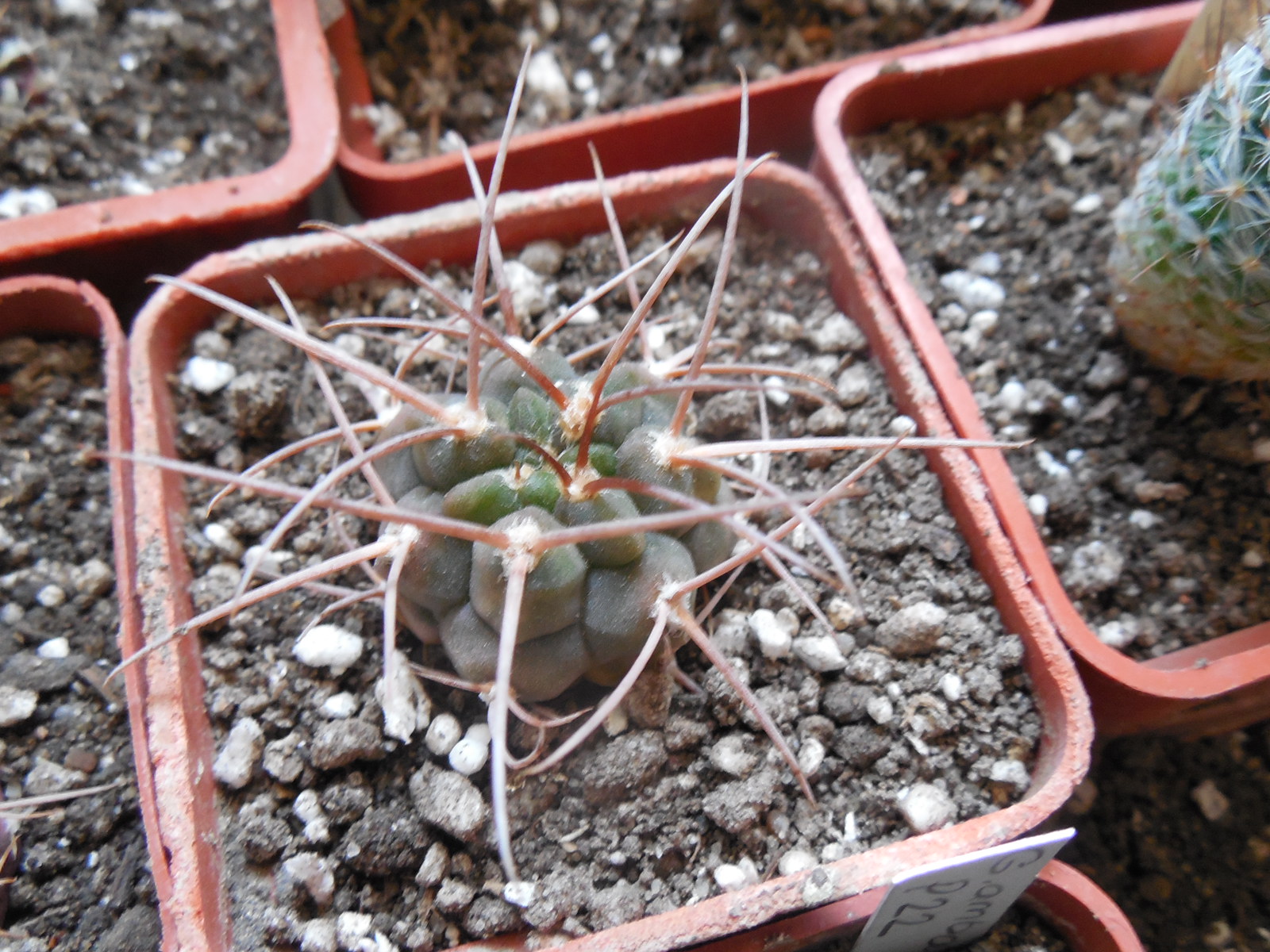 Gymnocalycium hossei STO 088 - 15 cm. long spines - MG -