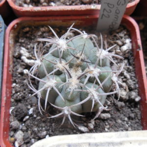 Gymnocalycium ambatoense P 22