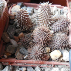 Huernia phillansii